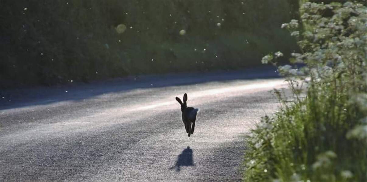 For pulling over briefly to watch a Hare?