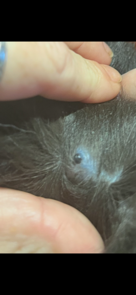 What could this be on my cat’s neck?