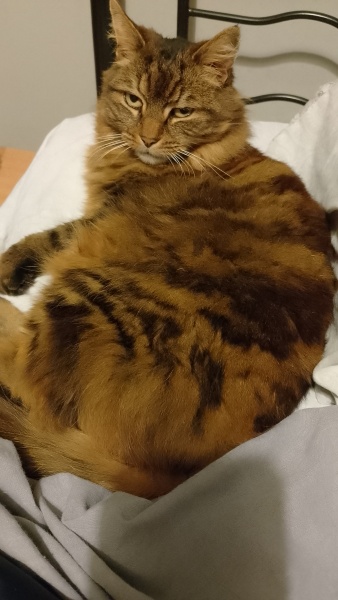 Last thing you said to your pet?