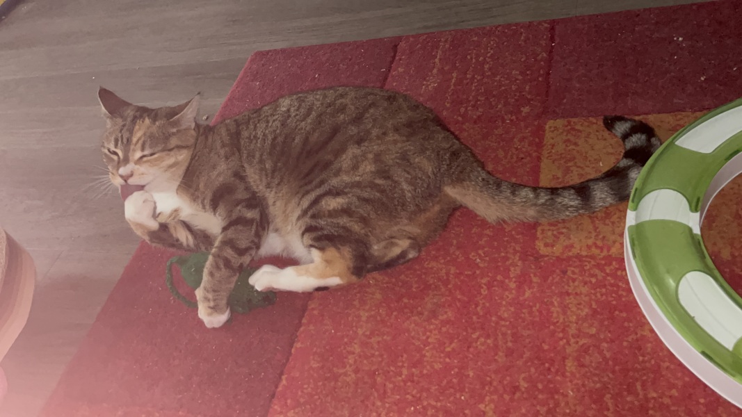 Carry On Catting - the Excellent Cats do what they do best