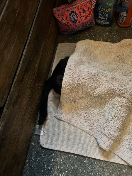 Cats’ brains - so weird