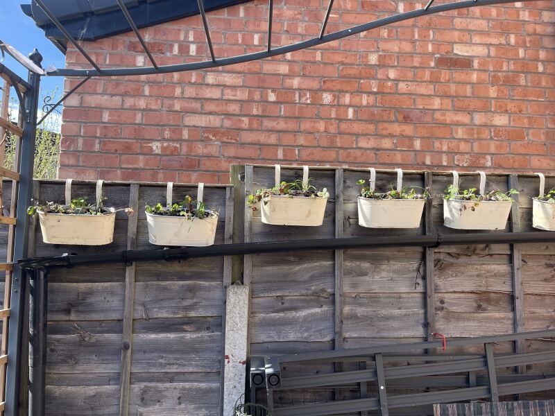 What have you done in the garden today? Part 8