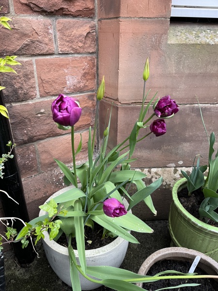 Tulip bulbs - plant BEFORE or AFTER the first frost?