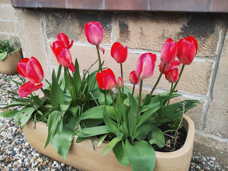 Tulip bulbs - plant BEFORE or AFTER the first frost?