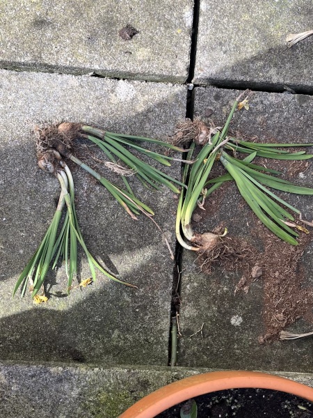 What have you done in the garden today? Part 8