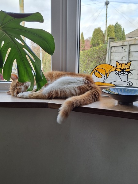 Best squeezy gadget for getting cat food out of pouches