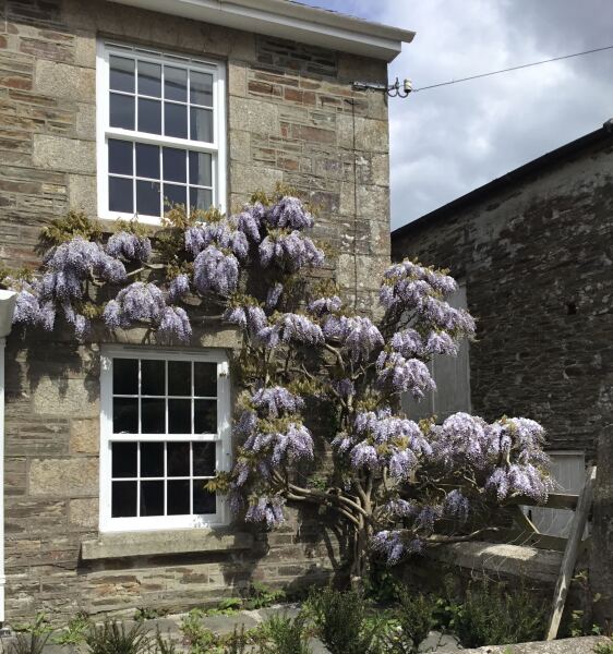 How's your wisteria doing? Or what are you proud of in the garden today?