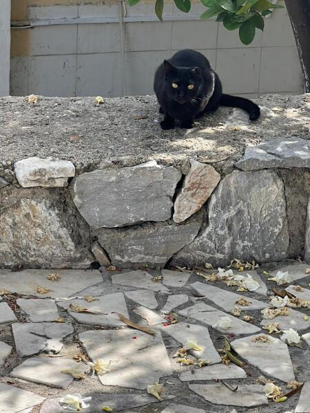 Is there still tonnes of cats in Greece