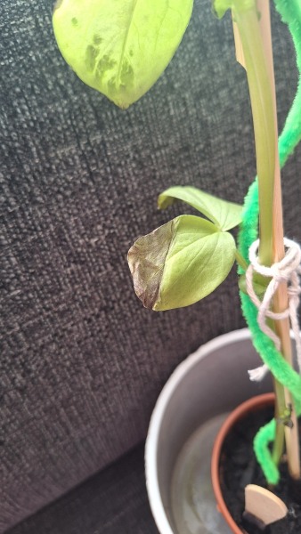 Bean plant leaves damaged after being outside, how can I help it?