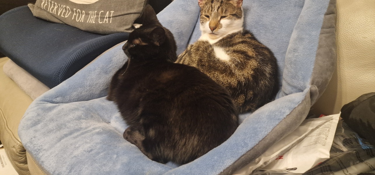 What is your favourite thing about having a pet?