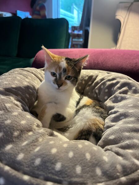 kittens spayed today