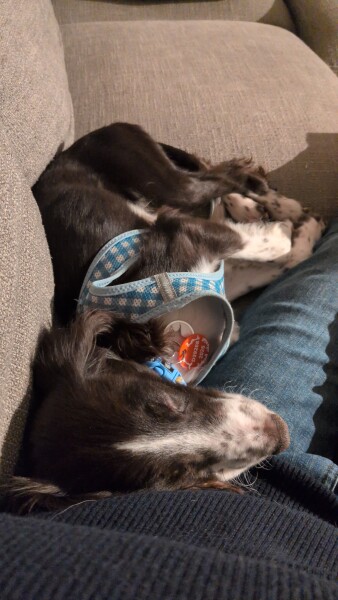 Rescue 10 month old Springer