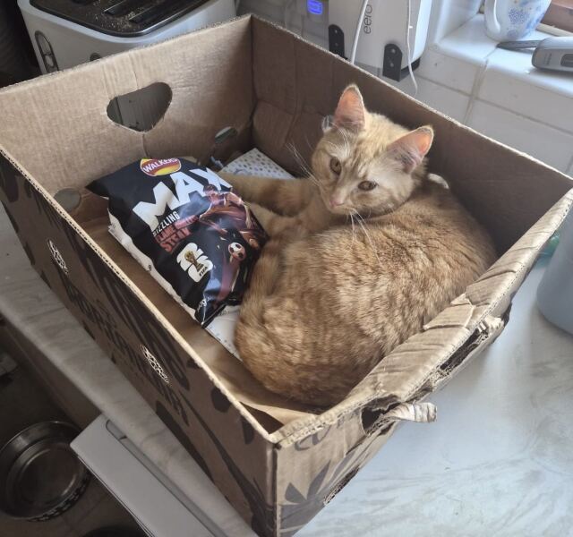 Give me back my cat!!