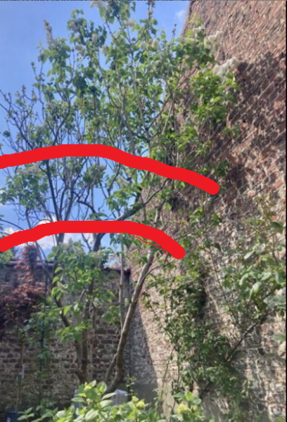 Pruning an overgrown lilac tree