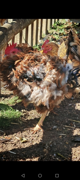 MAFSAUS #14 NO SPOILERS! Back when this was all fields it was about the relationships not THE DRAMA