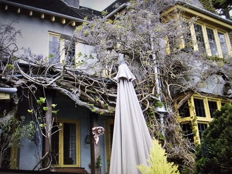 How's your wisteria doing? Or what are you proud of in the garden today?