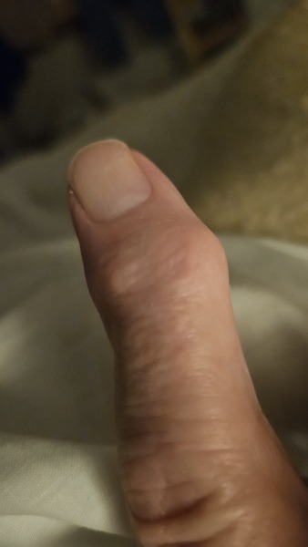 AIBU to apologise after DH barked at the neighbour's dog?