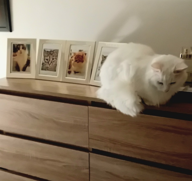 New bf cat sit down- would this annoy you?