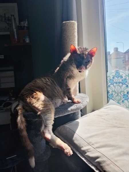 Carry On Catting - the Excellent Cats do what they do best