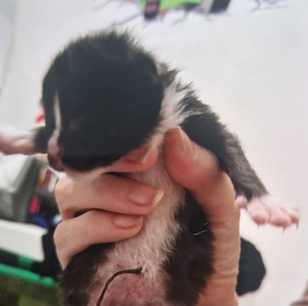 My cat had kittens   pictures included.