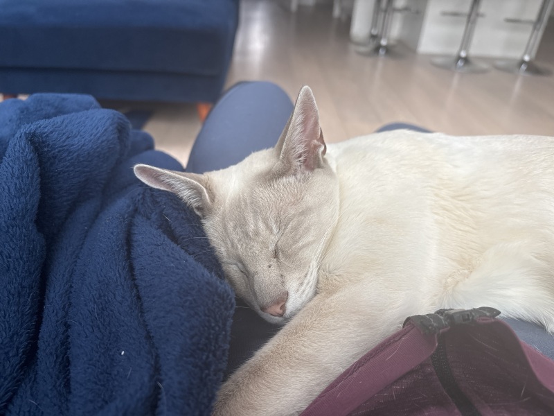 Bereaved cat , what helps?