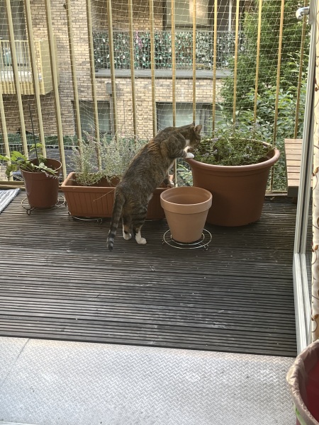New bf cat sit down- would this annoy you?