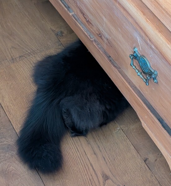 Carry On Catting - the Excellent Cats do what they do best