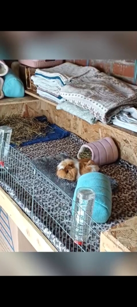 Rabbits or Guinea pigs