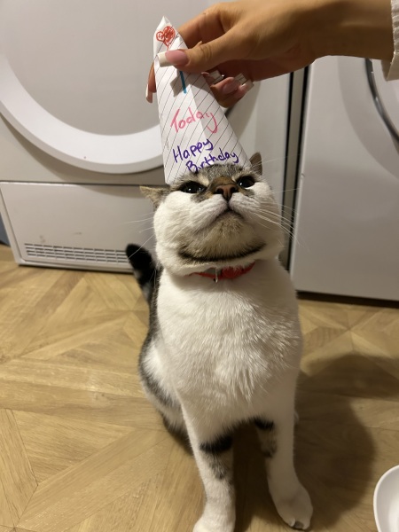 No More Dreamies For My Cat