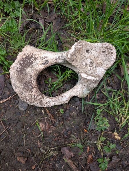 Can AI tell animal bones from human?