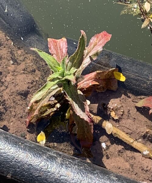 Pond plant identification