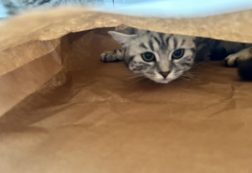 Cats’ brains - so weird