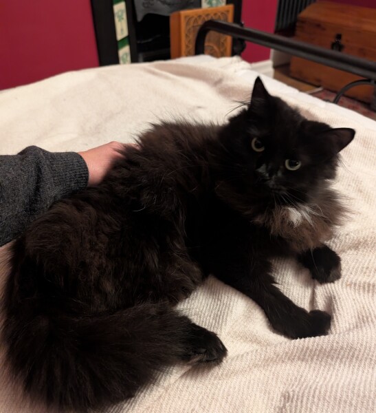 Said goodbye to my sweet boy today and I'm not OK