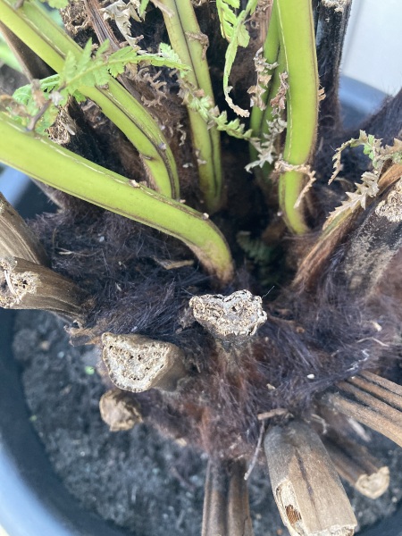 Dicksonia antarctica: buy a 1ft trunk or potted plant?