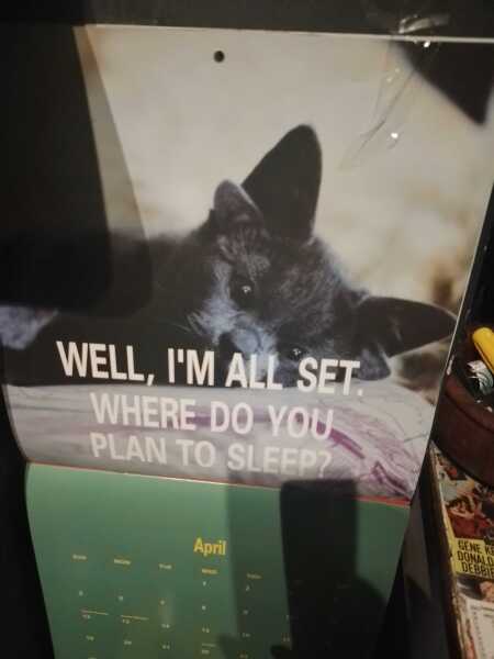 Carry On Catting - the Excellent Cats do what they do best