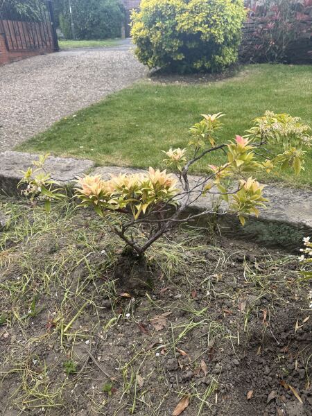 Pieris help