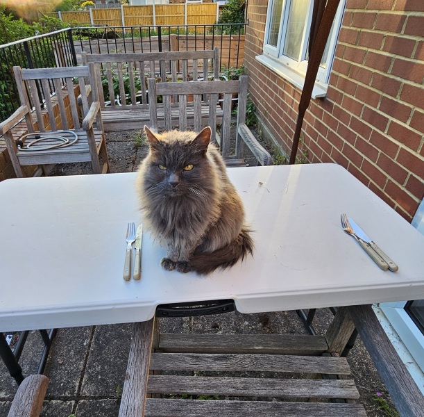 Carry On Catting - the Excellent Cats do what they do best