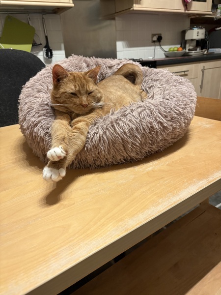 Elderly cat waking husband