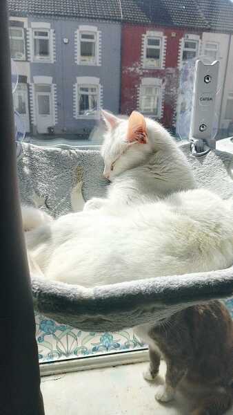 Carry On Catting - the Excellent Cats do what they do best