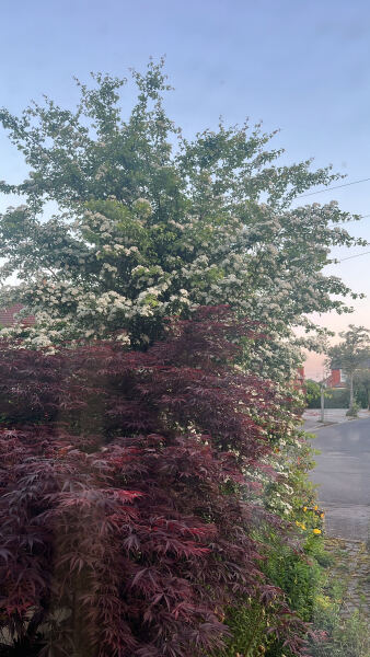 What have you done in the garden today? Part 8