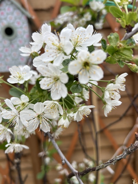 What have you done in the garden today? Part 8