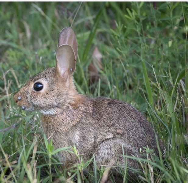 What could this be on my cat’s neck?