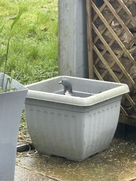 MAFSAUS #16 No Spoilers!!! Bring your bird photos and paintings as the onscreen drama is losing its’ appeal…