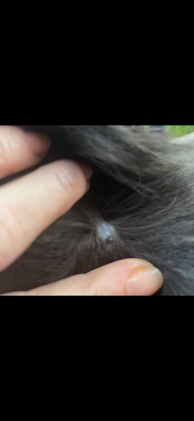 What could this be on my cat’s neck?