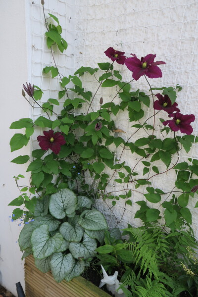 Best clematis and best honeysuckle for shade