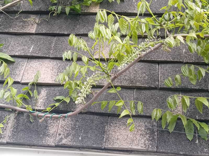 My wisteria has flowers coming!!!