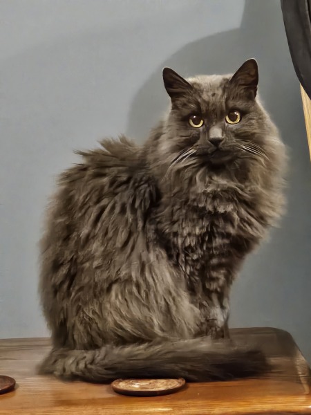 New bf cat sit down- would this annoy you?