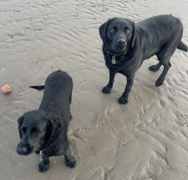 Some probably silly questions from a newbie dog owner.