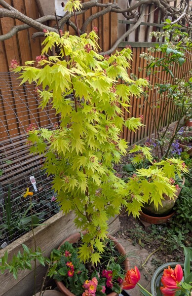 What have you done in the garden today? Part 8