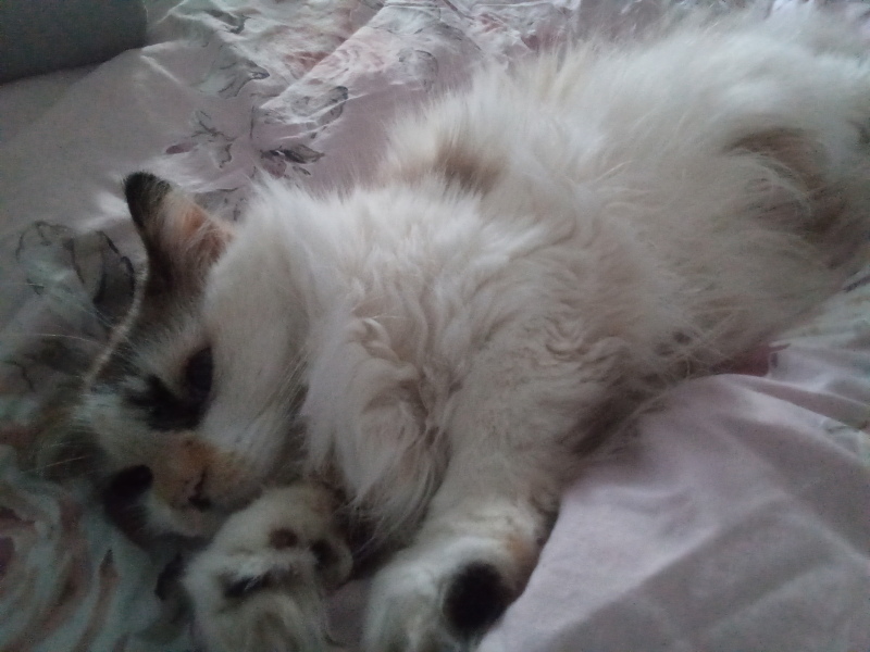 Carry On Catting - the Excellent Cats do what they do best